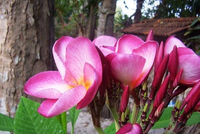 Posada El Jardin Ticul エクステリア 写真